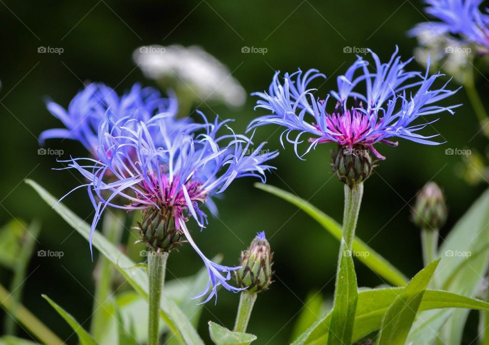 Close-up of flowers