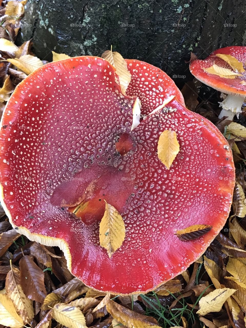 Large amanita mushroom 