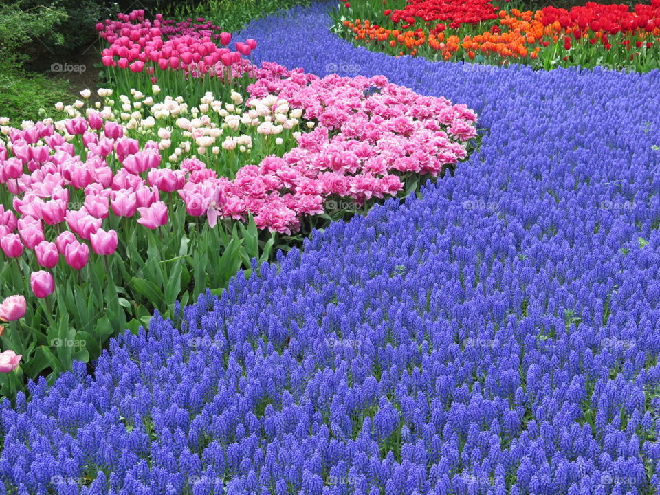 Tulip Garden. Keukenhof Tulip Garden 
