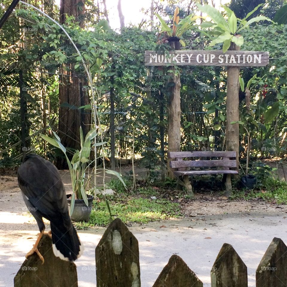 Monkey Cup Station