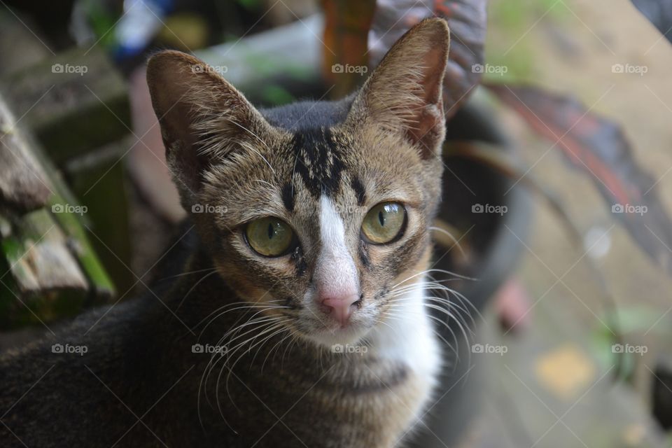 Borneo Kitten 😺, mindfull cat 🙀