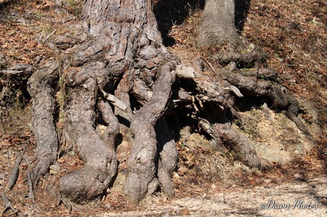 Rooted Pine