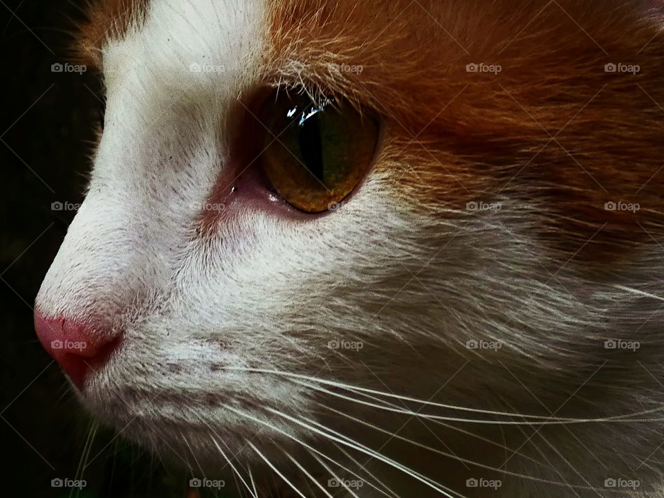 red cat portrait