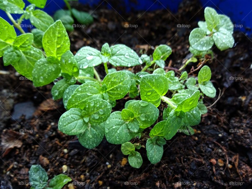 Home growth  mint