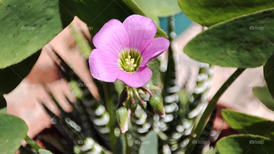 Purple Flower