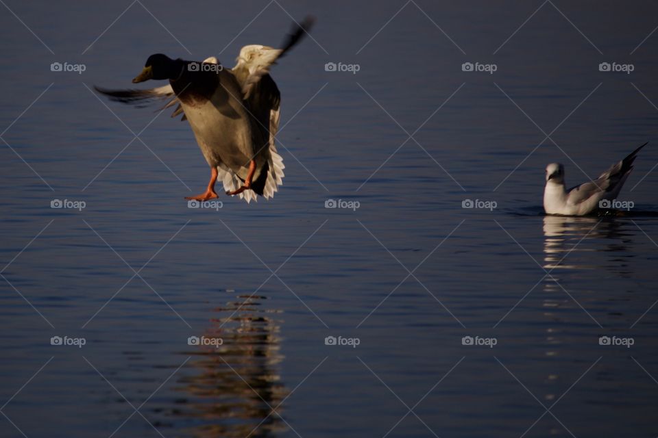 Duck Landing On Water