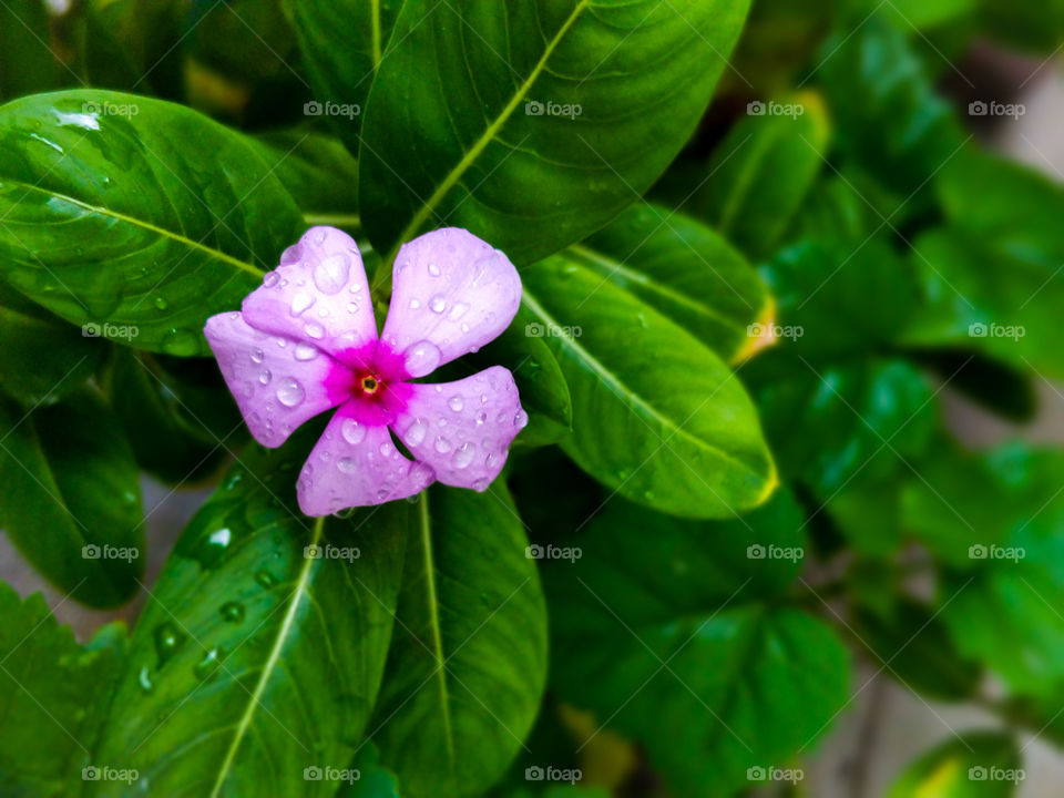 Beautiful Flower Periwinkle