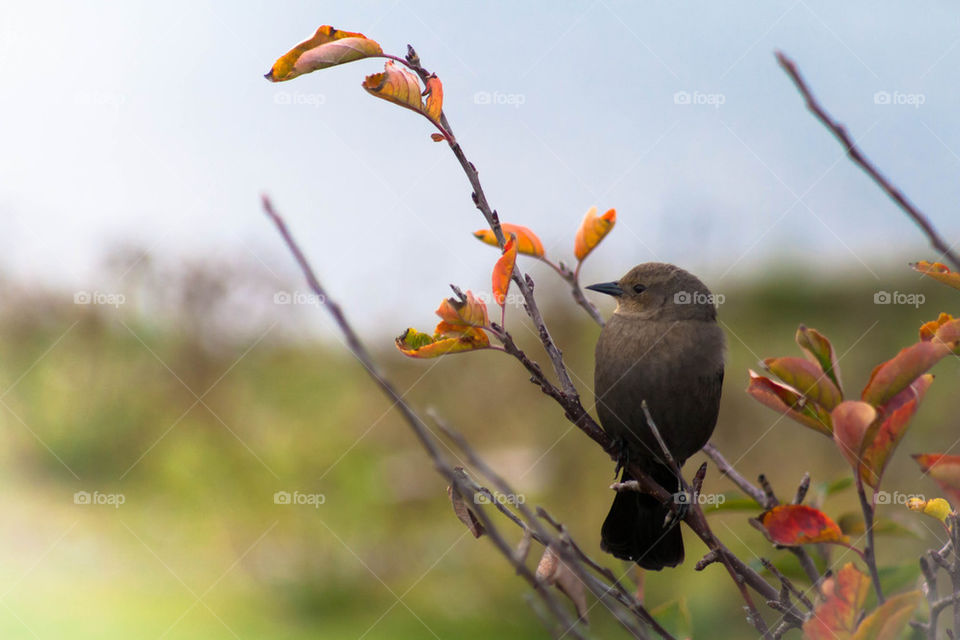 the lonely bird