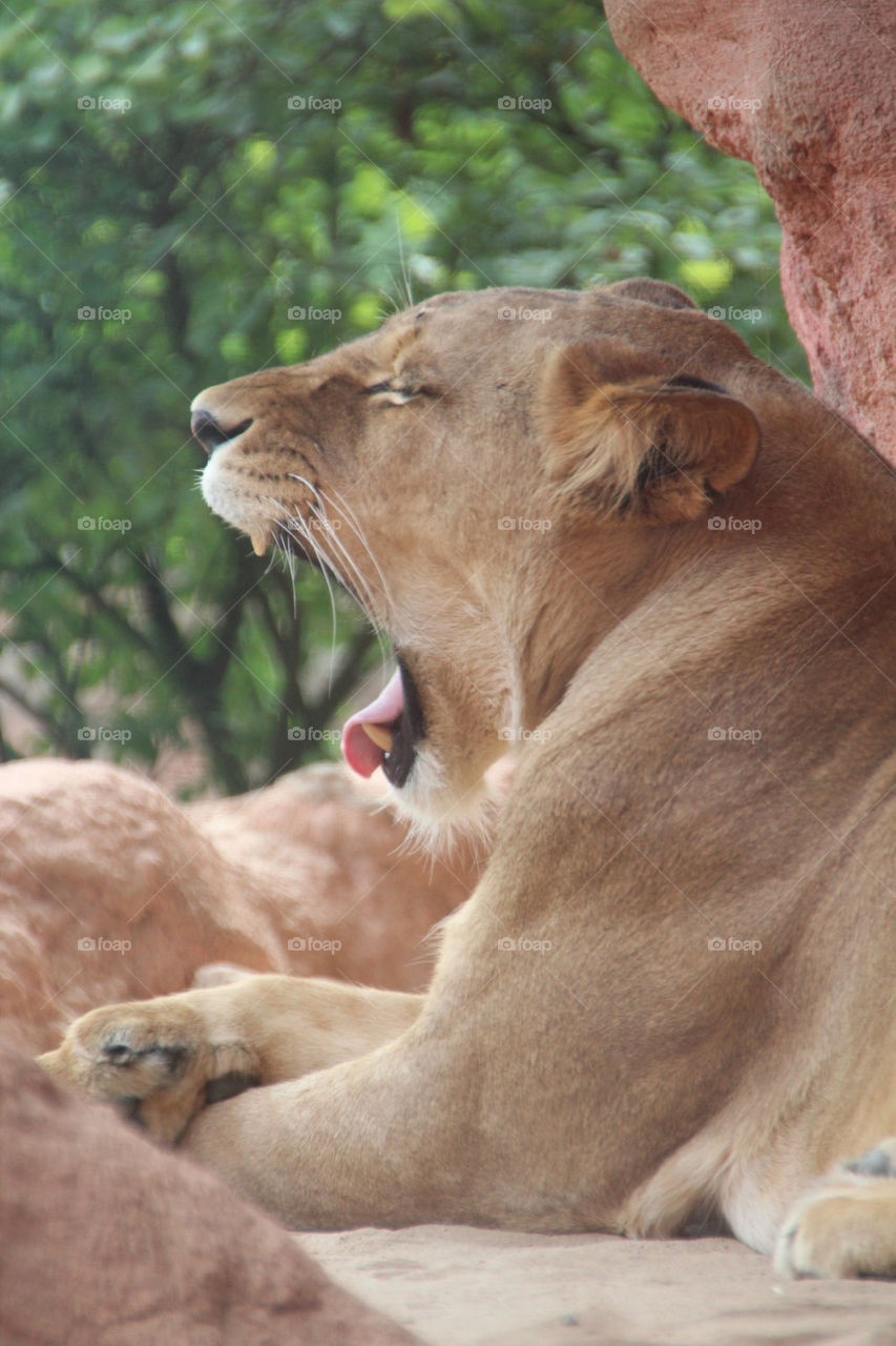 animal zoo wild lion by stef79