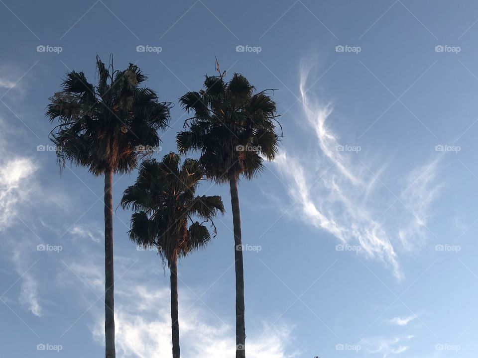 Palm tree with wispy clouds. Dark trees. Blue sky. Unedited. Dark color palette. 