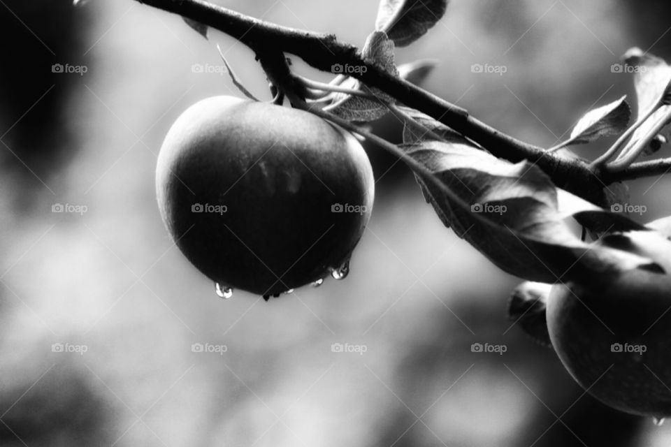 An apple a day. Fresh from the branch, though may leave this to the birds.