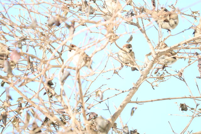 Lovely Birds