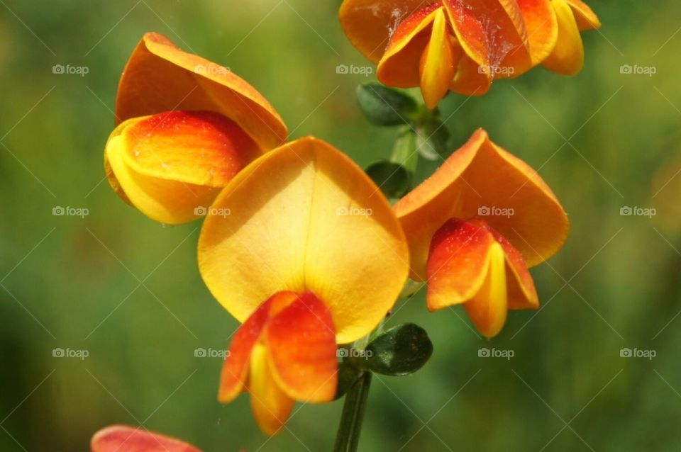 Unique orange and yellow flowers
