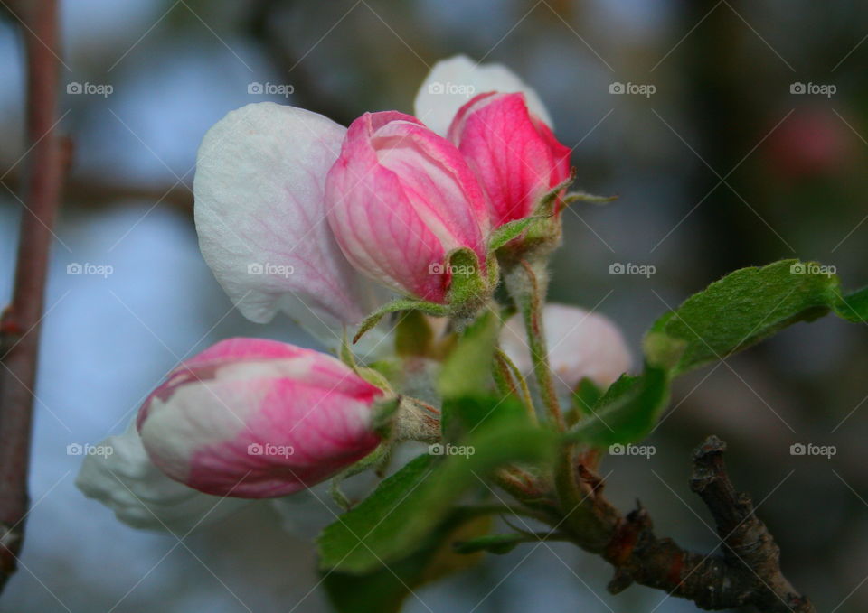 Apple Tree in Early Spring 