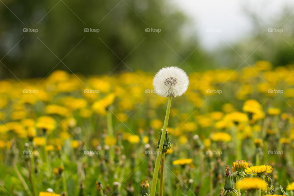 Blooming dandelions