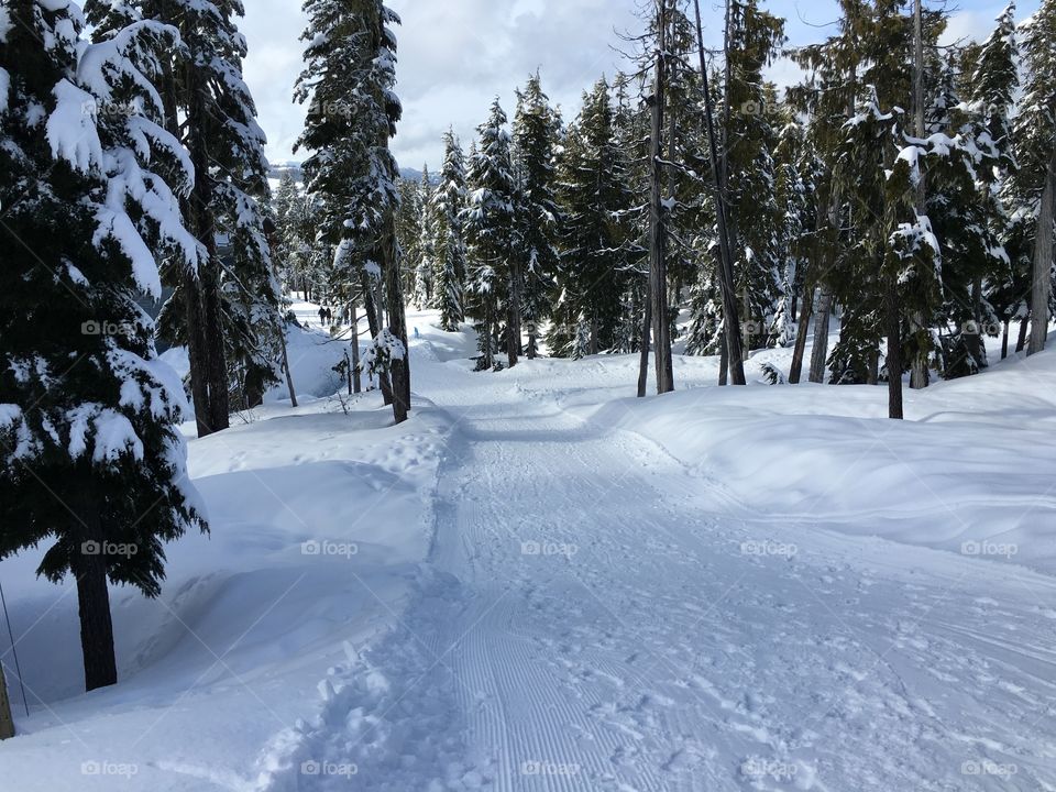 Snow covered road with woodland