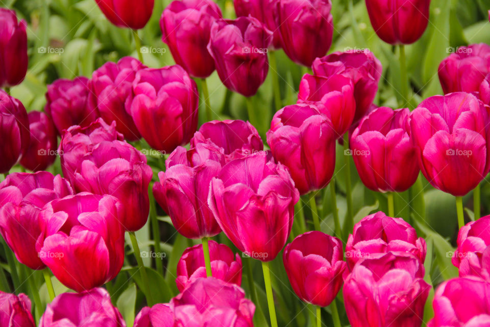 Tulips