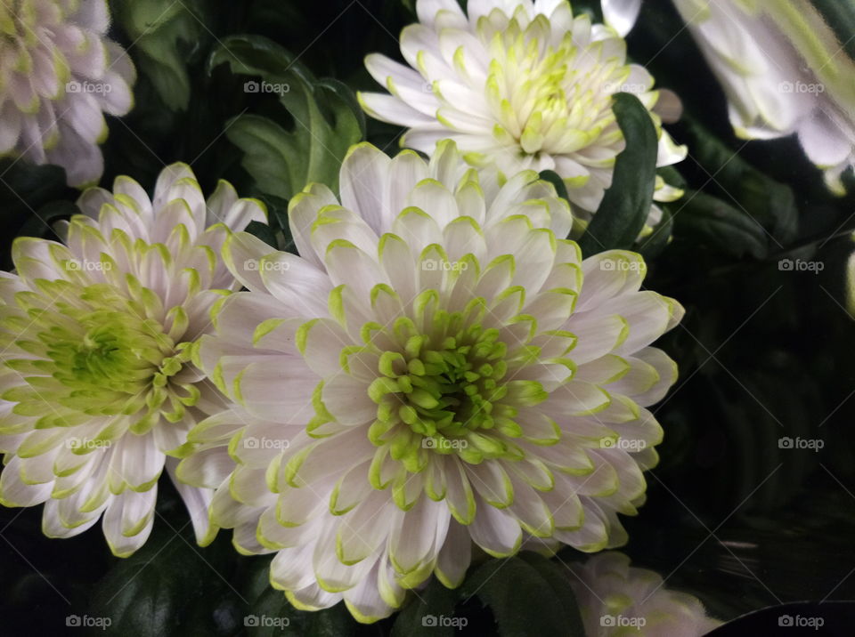 blossoming white with green ending flowers of chrysanthemum