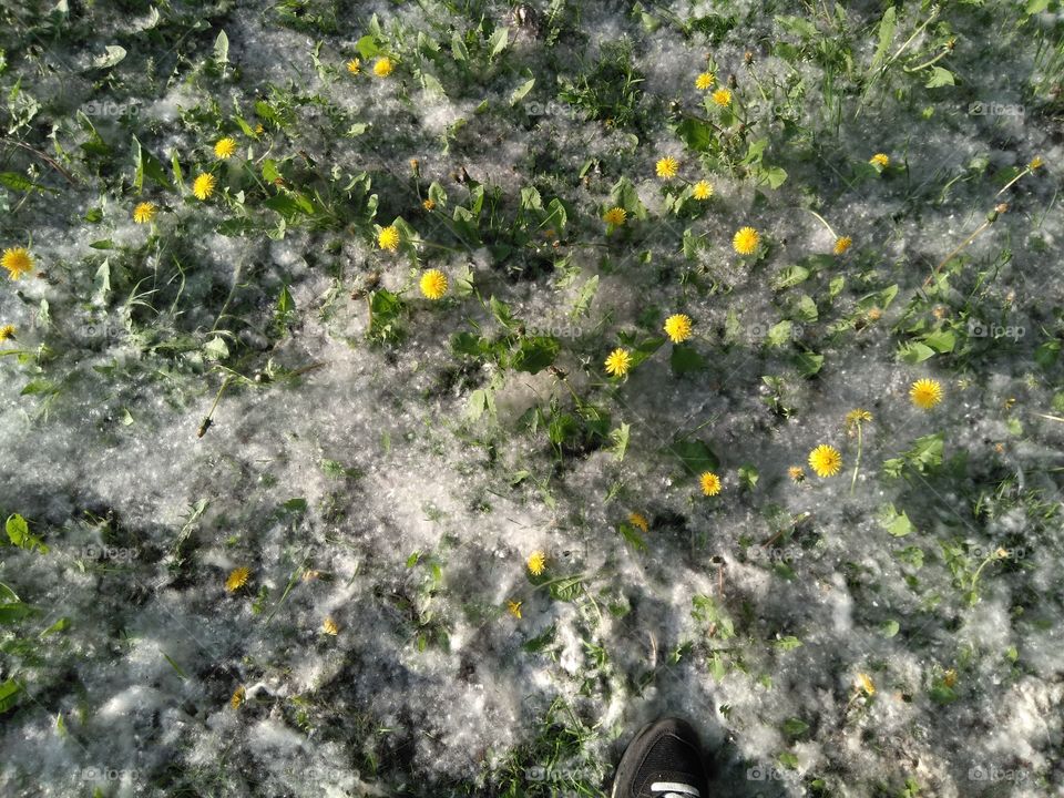 dandelions in the park weather summer time