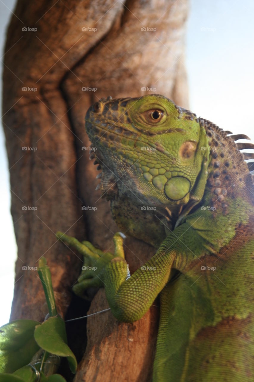 Curious Iguana