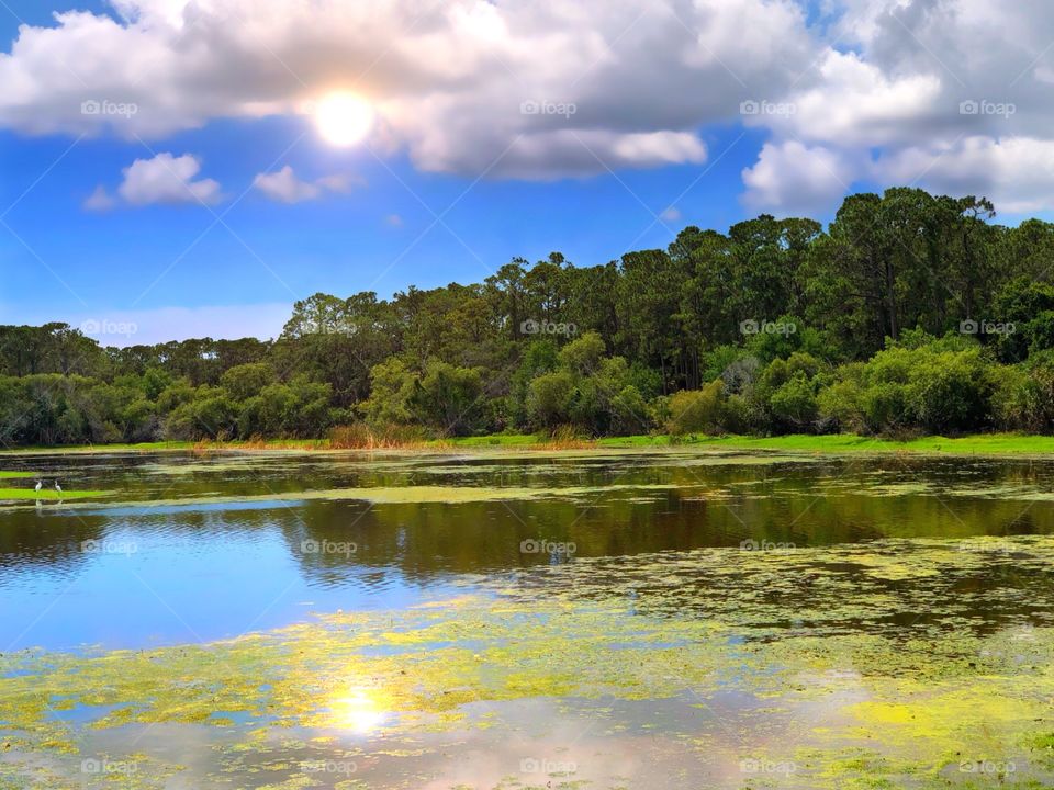 The reflection of the clouds and sun on the woodland edged wetlands.