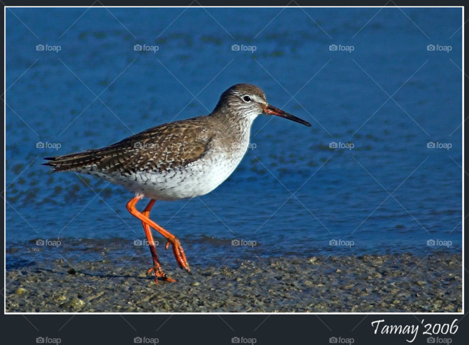 Curlew sandpiper