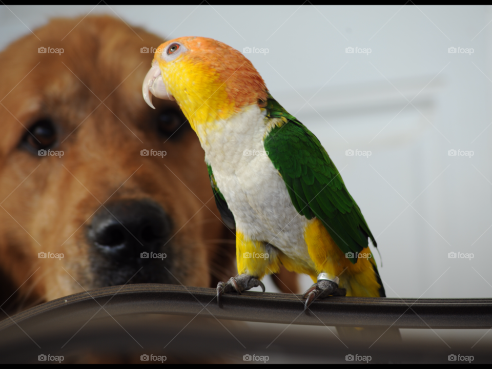 dog bird pet parrot by lightanddrawing