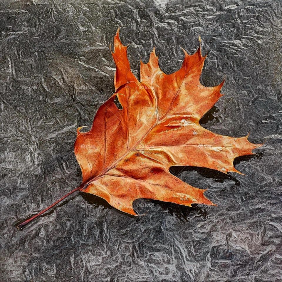 Fall leaf on ice