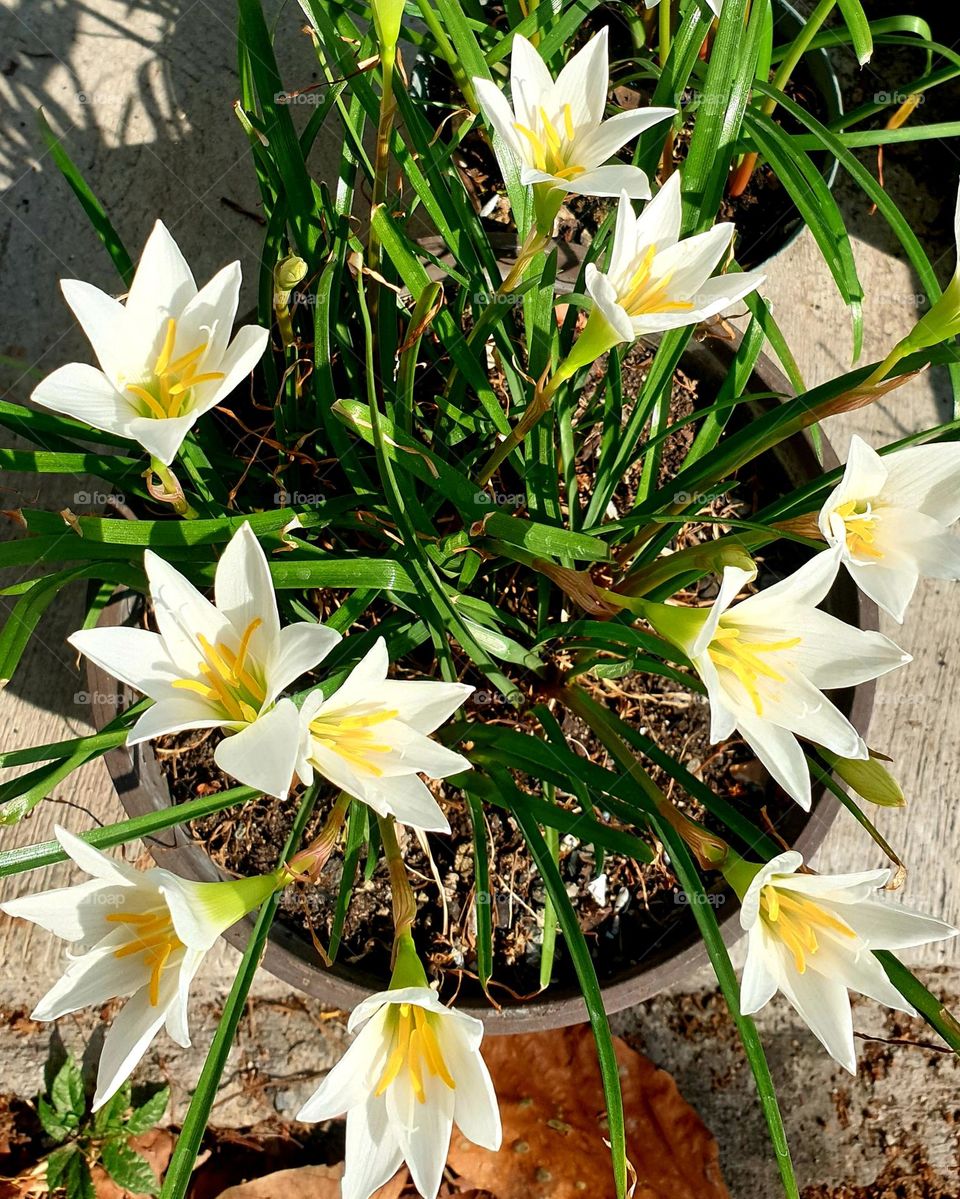 Beautiful white, soft and delicate lily plant