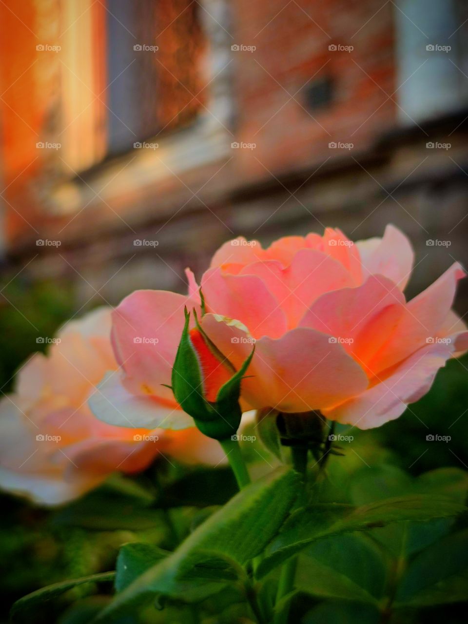 pink roses and bud on the background of an old brick building