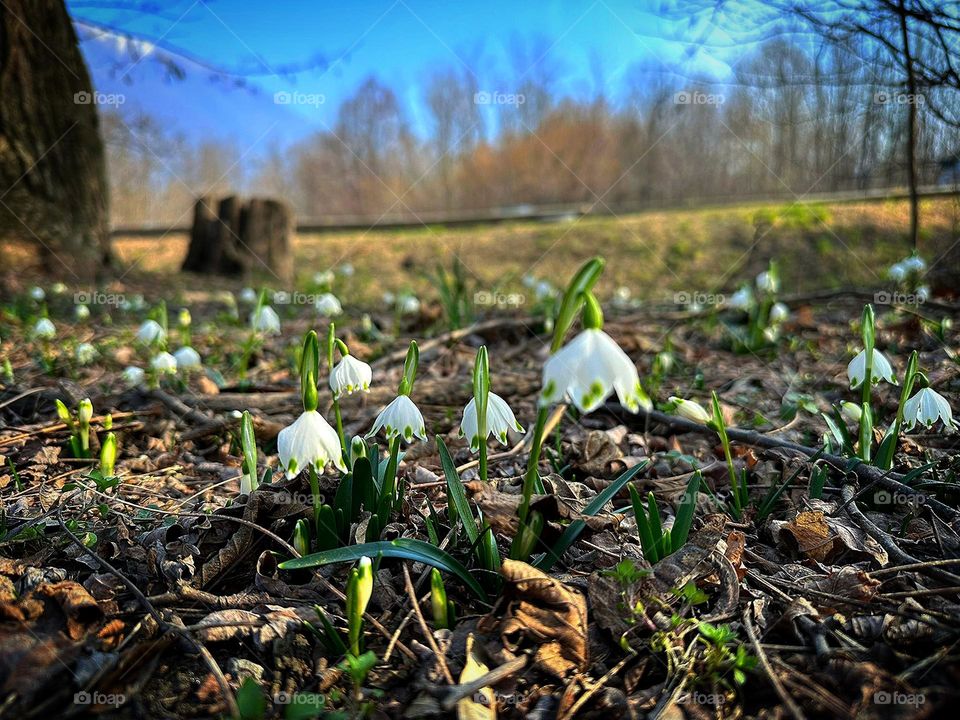 Human and nature. In a sunny meadow, the first white flowers grew. Trees and blue sky visible in the background. Latin name: Leucójum vérnum