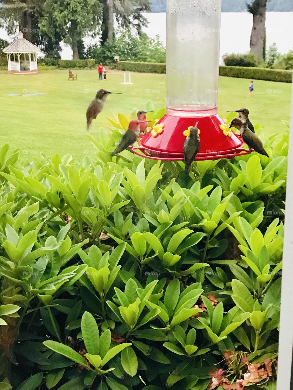 Darling group of hummingbirds all sitting on and flying around feeder above plant! 