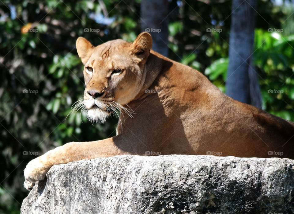 Lion, Miami Zoo