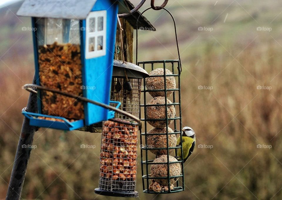 Bird feeder with bluetits