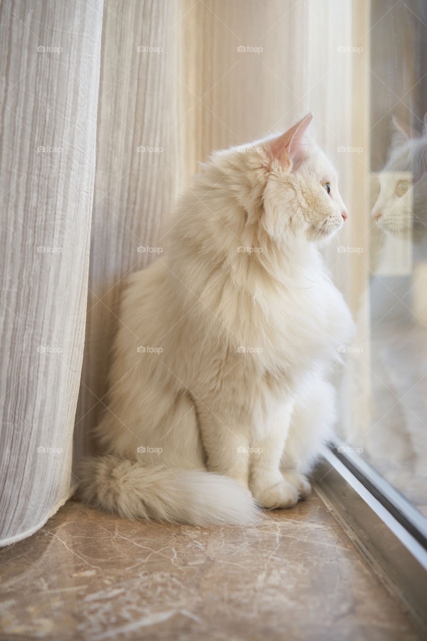 White fluffy cat looking out the window with its reflection in the glass. 