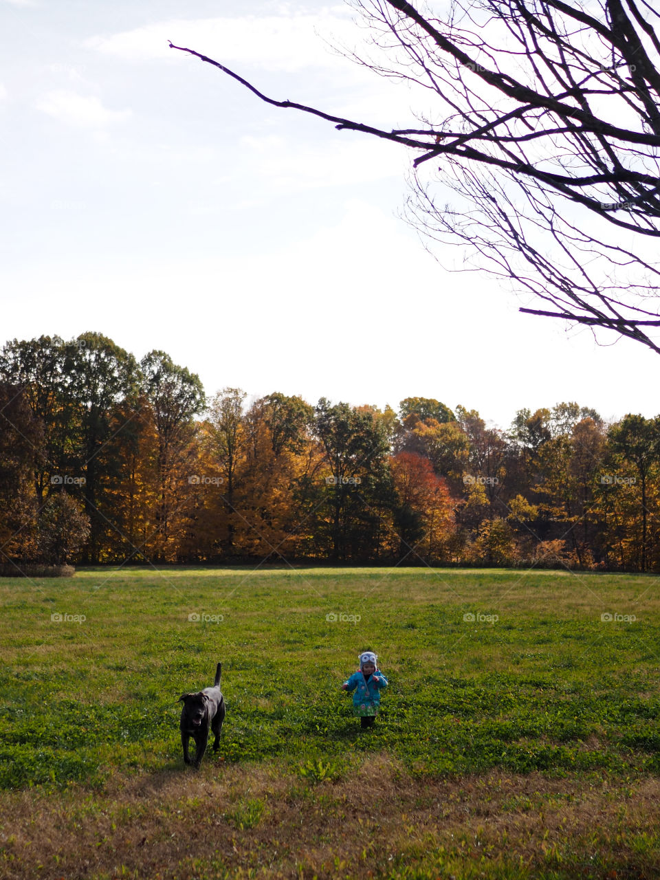 The best of pals, a big dog and a little girl running through the field during the fall.