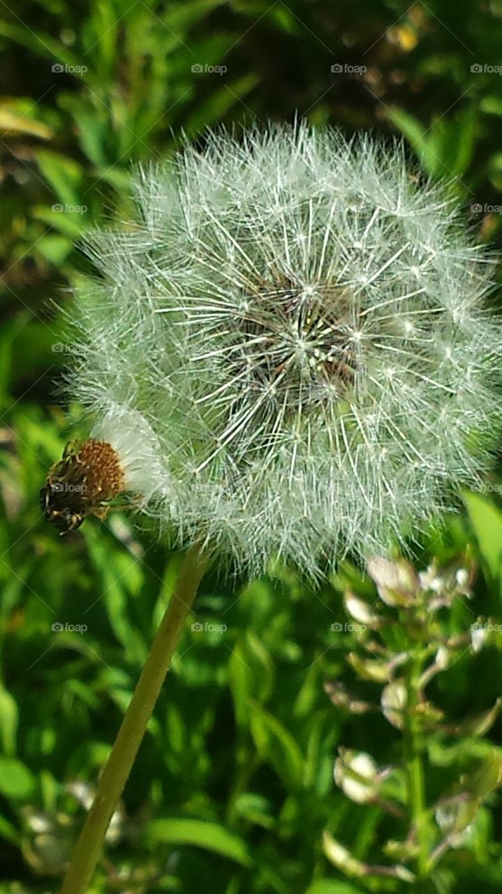 Dandelion