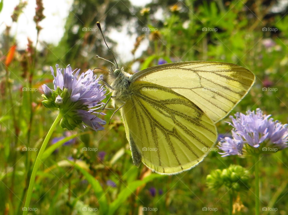 Butterfly pollinating on flower