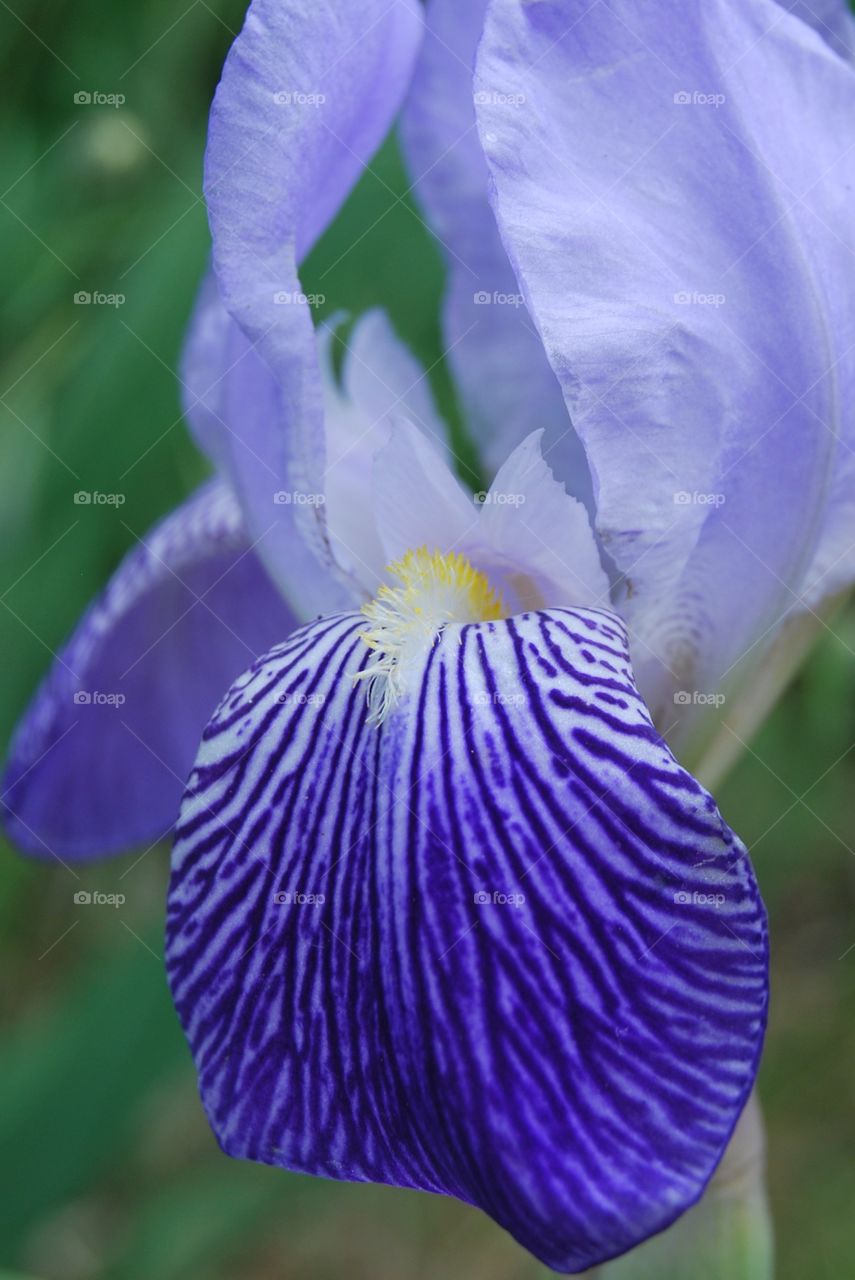 Iris 'Germanica Blue' 02/2015