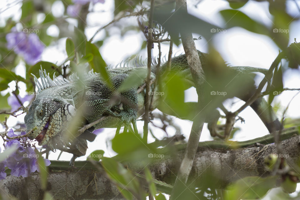 Iguana.