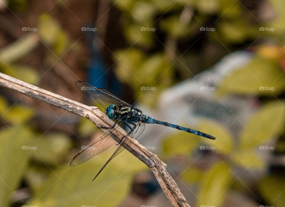 Dragonfly