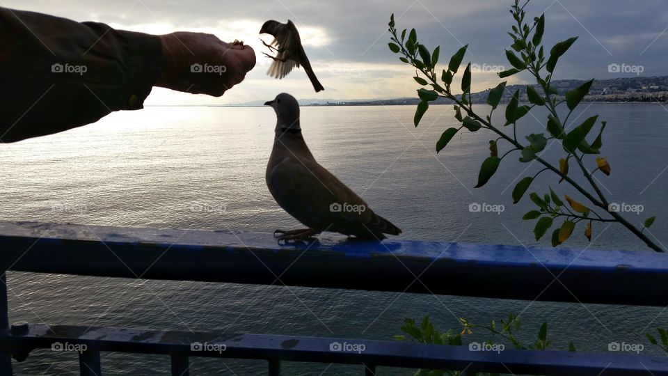 A man hand feeding birds