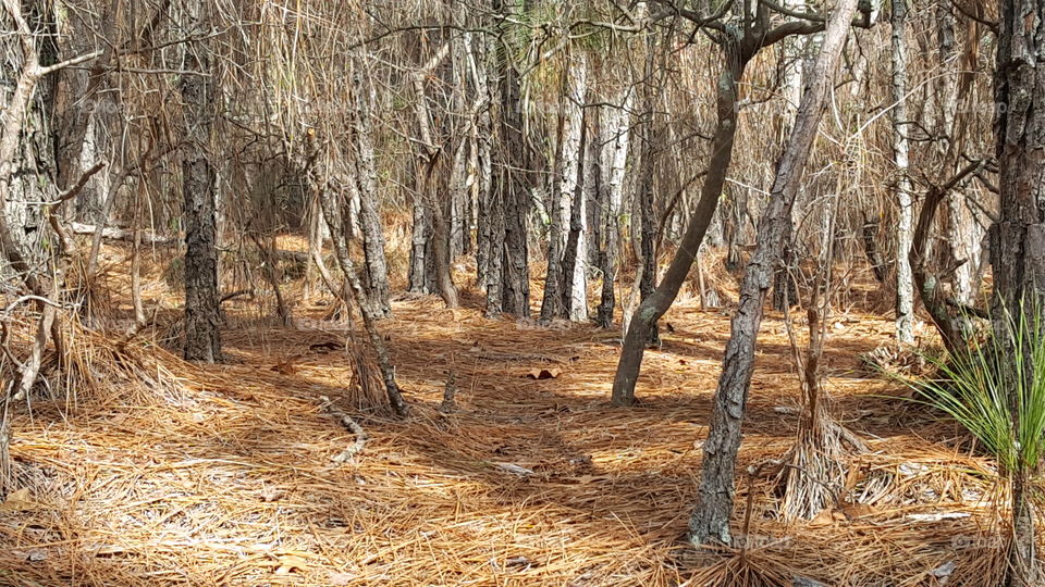 Stopping by the Woods