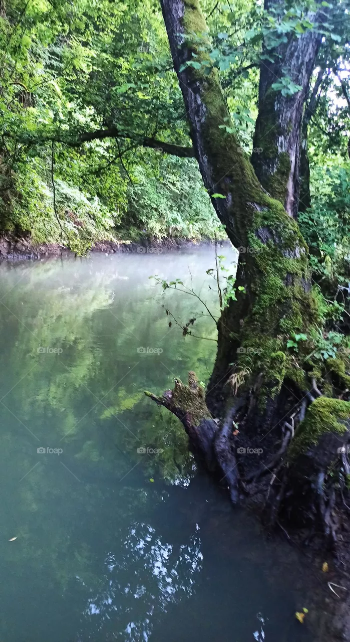 mist on the river