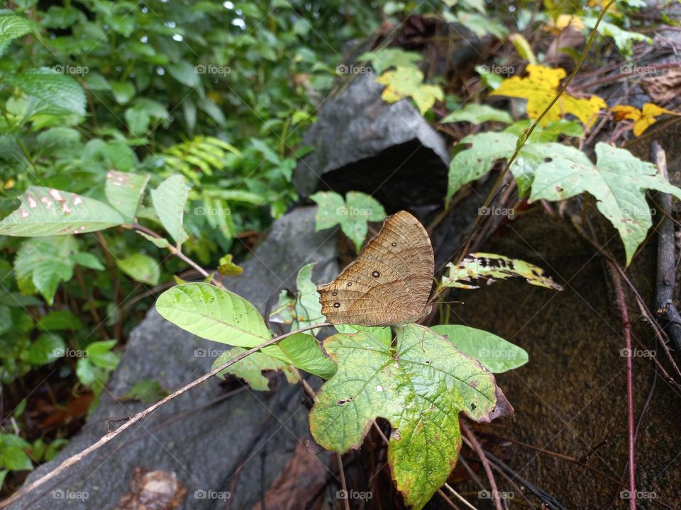 The dark brown night butterfly is a species of butterfly found flying at dusk