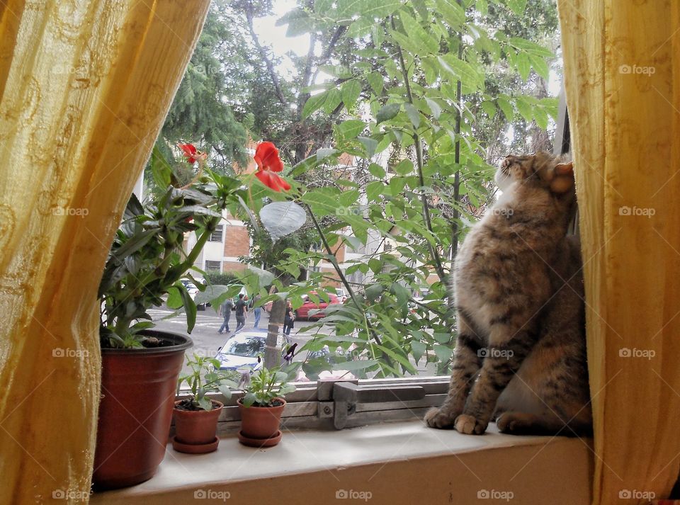 Tabby cat looks up through a window in a warm room.