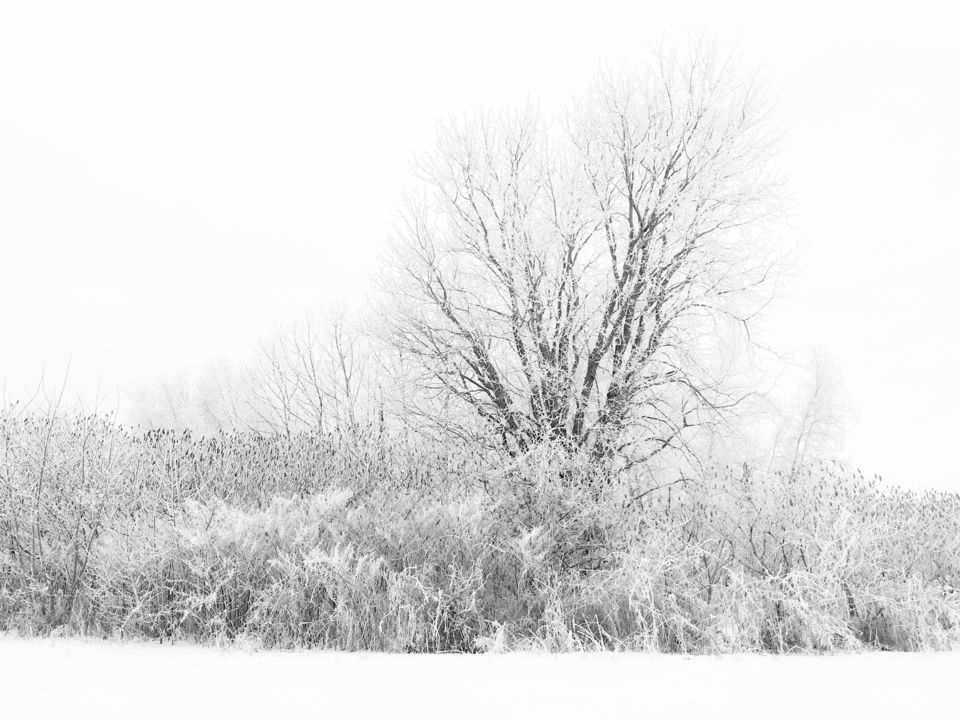 beautiful scenery of trees with branches covered in ice
