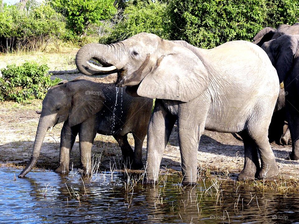 Elephants drinking from the river, Botswana