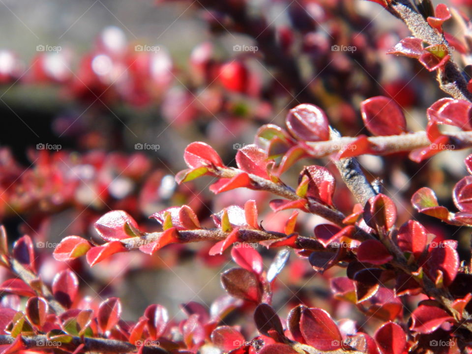 beautiful color in the garden