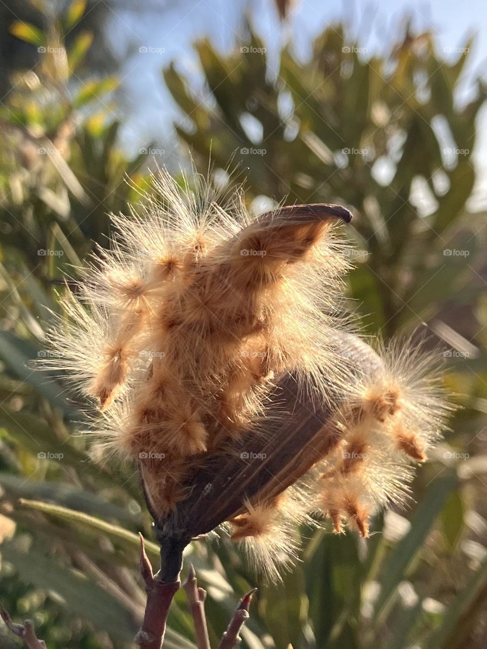 Travelers seeds from oleander 